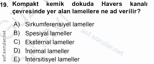 Soru 19