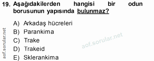 Soru 19