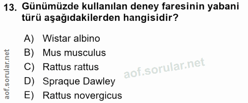 Soru 13