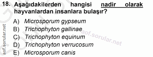 Soru 18