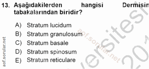 Soru 13