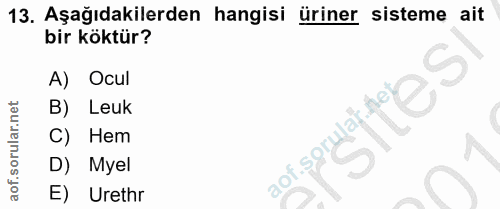 Soru 13