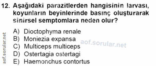 Soru 12