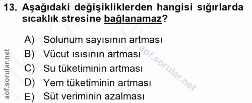 Soru 13