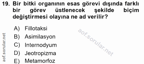Soru 19