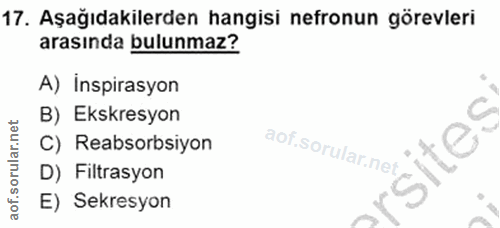 Soru 17