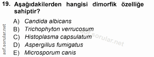 Soru 19