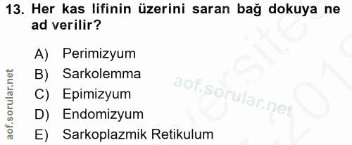 Soru 13