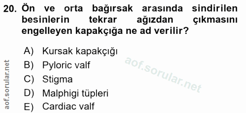 Soru 20