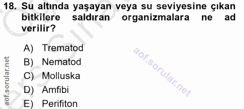 Soru 18