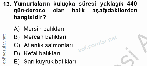 Soru 13