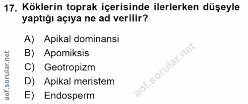 Soru 17