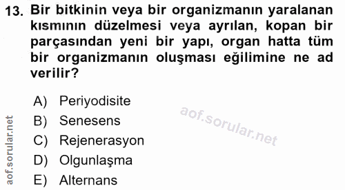Soru 13