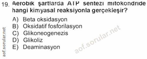 Soru 19
