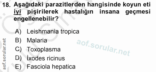Soru 18