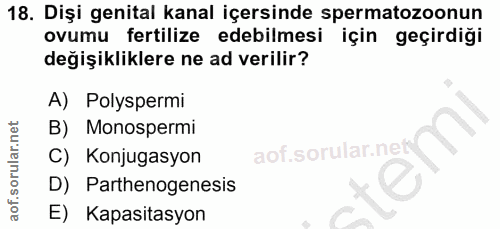 Soru 18
