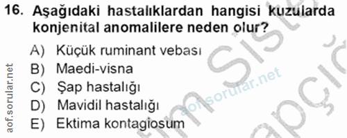 Soru 16