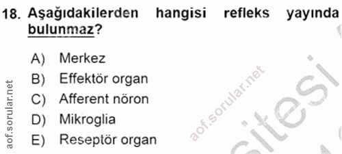 Soru 18