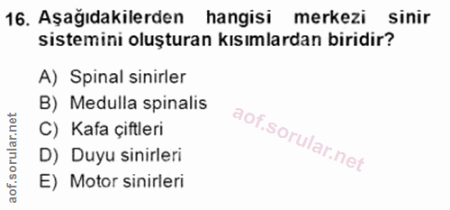 Soru 16
