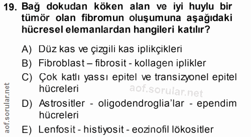 Soru 19