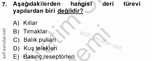 Soru 7