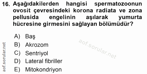 Soru 16