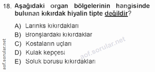 Soru 18