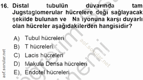Soru 16