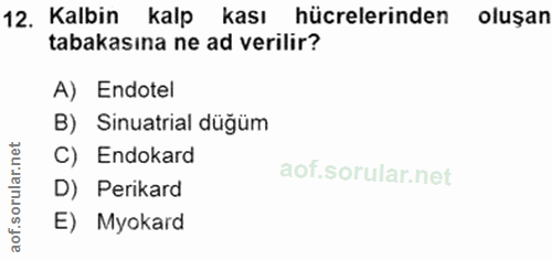 Soru 12