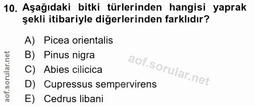 Soru 10