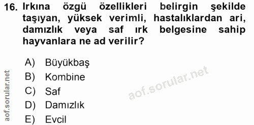 Soru 16