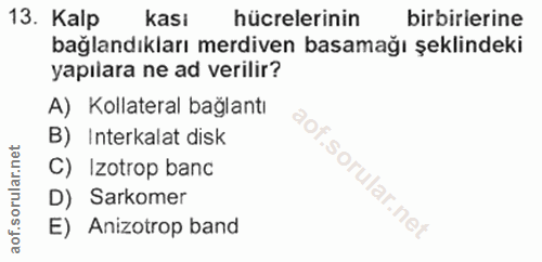 Soru 13