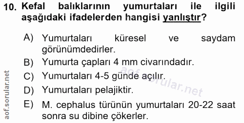 Soru 10