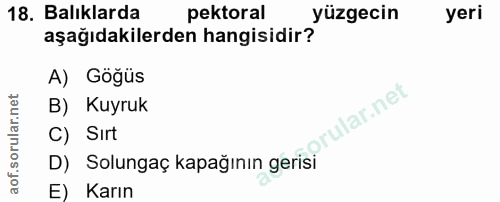 Soru 18