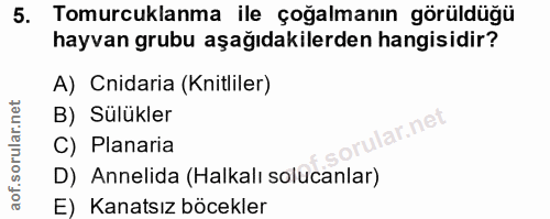 Soru 5