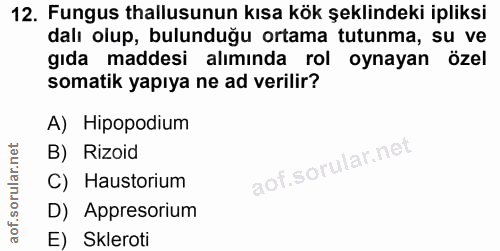 Soru 12