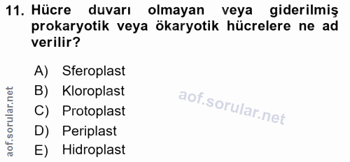 Soru 11