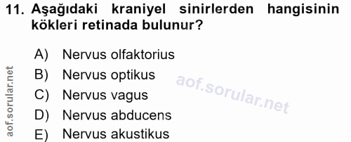 Soru 11