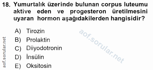 Soru 18
