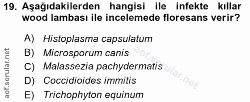 Soru 19