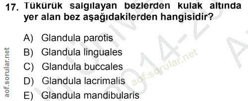 Soru 17