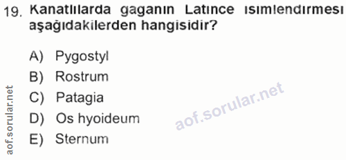 Soru 19