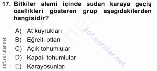 Soru 17