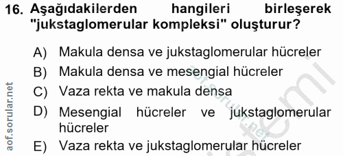 Soru 16