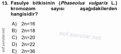 Soru 13