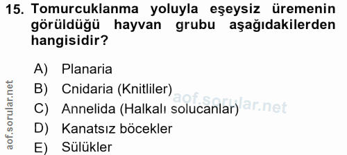 Soru 15