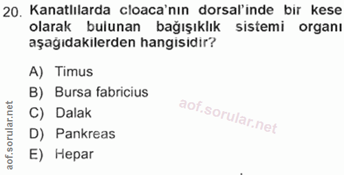 Soru 20