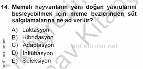 Soru 14