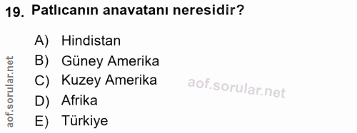 Soru 19