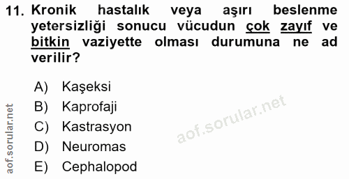 Soru 11